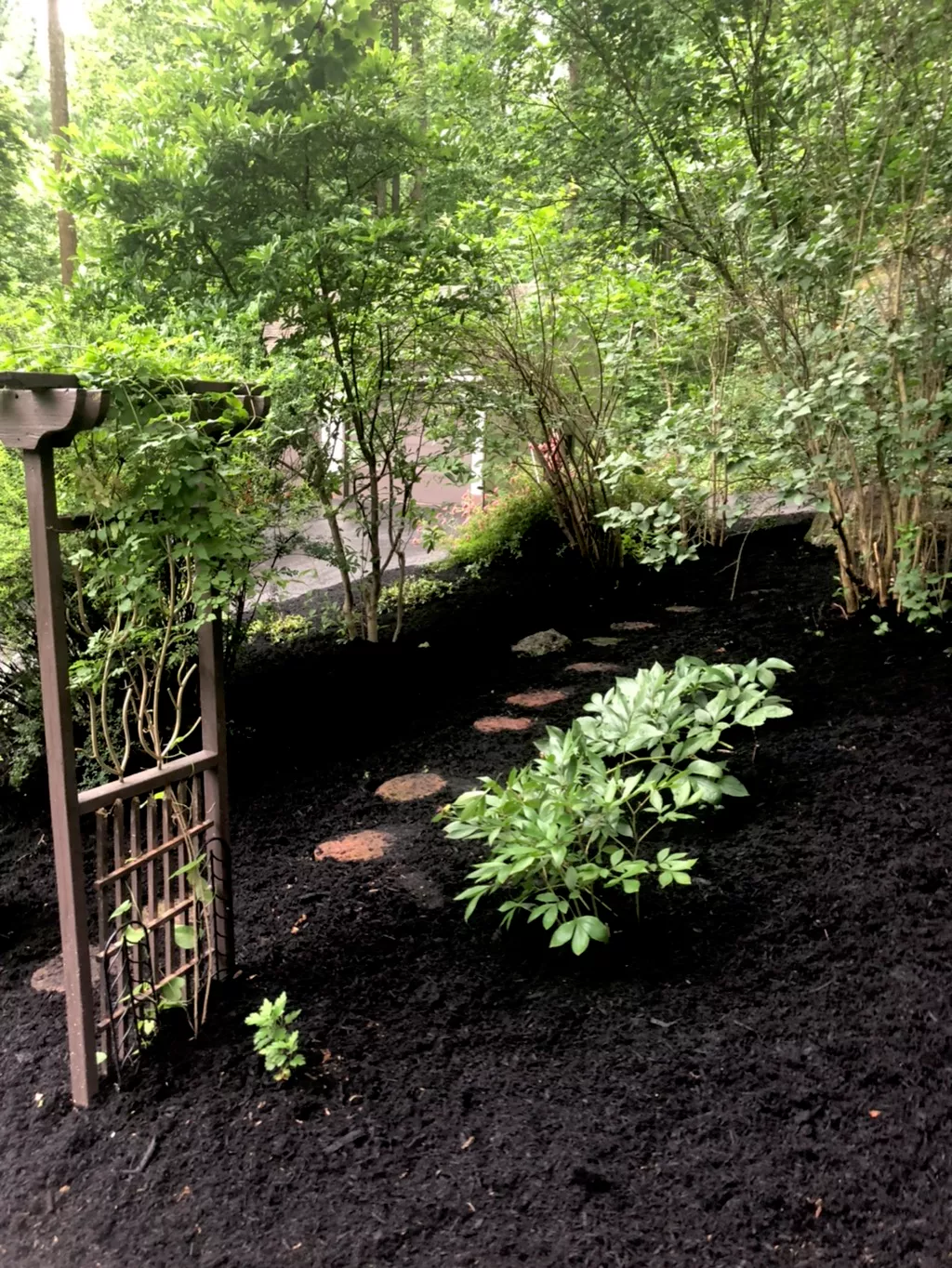 Shaded woodland garden bed with dark mulch, a stepping-stone path, trellis and hostas