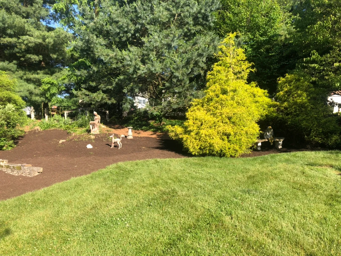 Sloped garden bed mulched around a bright golden cypress, mature pines and stone statuary